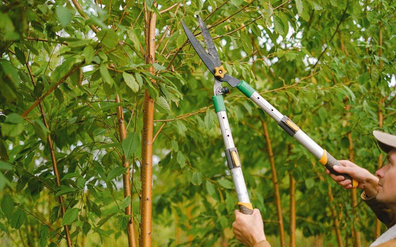 Tree trimming in Fords Branch, KY